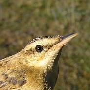 Sävsångare, Sundre 20080731